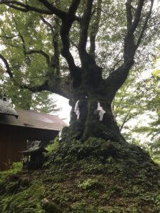 科の木,信濃,しなのき,熊野皇大神社,軽井沢,長野県